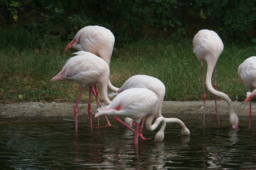 flamingo in the water