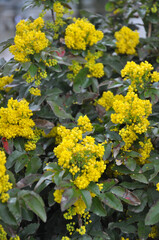 Evergreen shrub Mahonia aquifolium