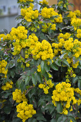 Evergreen shrub Mahonia aquifolium