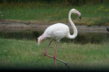 flamingo in the zoo