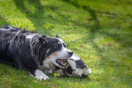 Dog (Australian Shepherd) is lying on the meadow and chewing on a ball