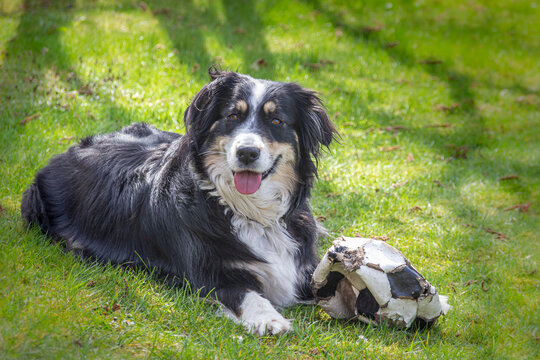 Dog (Australian Shepherd) is lying on the meadow and chewing on a ball