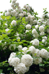 The flowers of the ornamental bush viburnum opulus var. Sterile bloom in nature