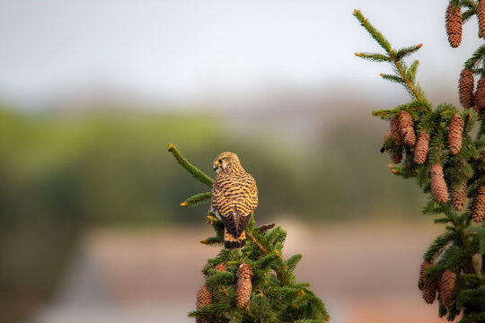 Kestrel (Falco tinnunculus) perched on a branch, attentively observing the surroundings