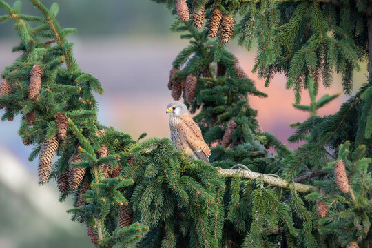 Kestrel (Falco tinnunculus) perched on a branch, attentively observing the surroundings
