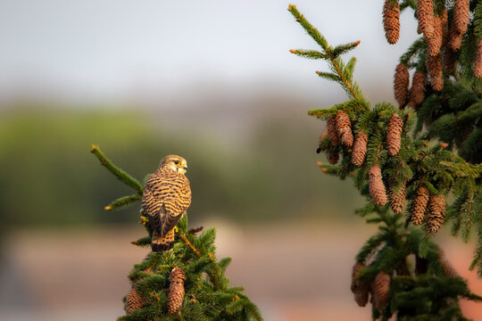 Kestrel (Falco tinnunculus) perched on a branch, attentively observing the surroundings