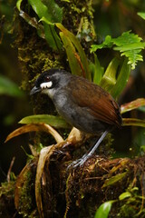 Jocotoco Antpitta (Grallaria ridgelyi) in the cloud forest at Tapichalaca Reserve in the south of Ecuador