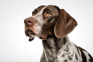 German Shorthaired Pointer dog close-up portrait on a white background.	
