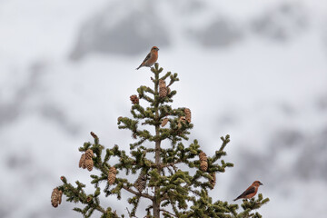 Snowy mountain scene with tall conifer tree with Red or common crossbills (loxia curvirostra) perched at the top. Dolomites, Italy in Winter