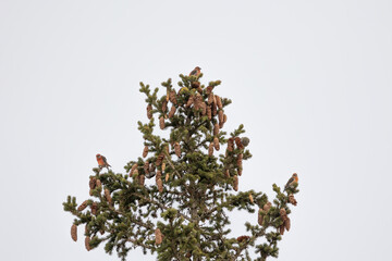 Small flock of red or common crossbills (loxia curvirostra) are perched in the top of a conifer tree in the dolomite mountain region of Italy. Snowy mountain background.