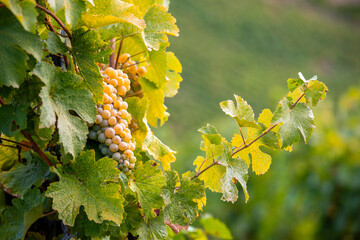 Grappe de raisin blanc dans les vignobles en automne.