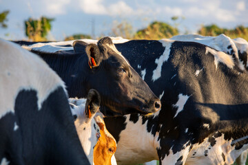 Troupeau de vaches laitières dans les champs en pleine nature.