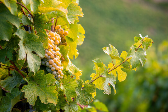 Fototapeta Grappe de raisin blanc dans les vignobles en automne.