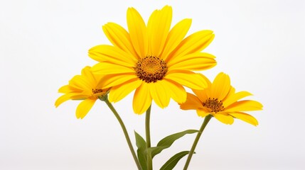 Yellow daisy flower on a white isolated background white