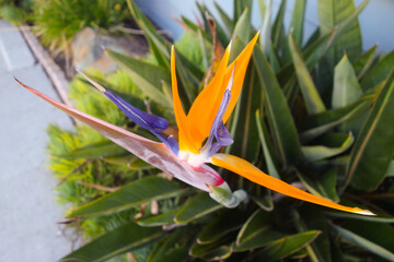Blooming flower of Bird-of-Paradise plant (Strelitzia), an official flower of city of Los Angeles