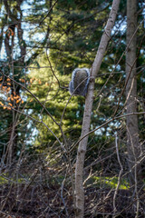 Bushy tail of a squirrel. Squirrel eating on a nut while sitting in a tree.