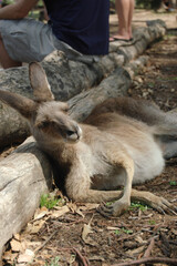 An Eastern Grey Kangaroo resting alongside visitors at Featherdale Wildlife park in Sydney, Australia