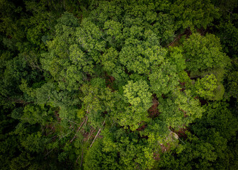 Birds Eye view over forest