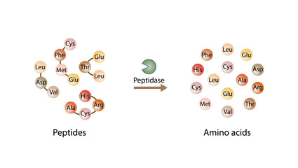 Protein Digestion. Proteases Enzymes, peptidases, digesting small peptide chains then into single amino acids, to be absorbed into the blood stream. Vector design.
