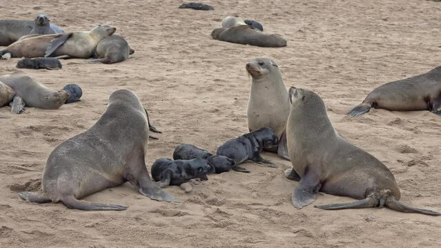 Brown fur seal colonies with babies and tourists behind, Cape Cross Seal Reserve, Namibia, Africa