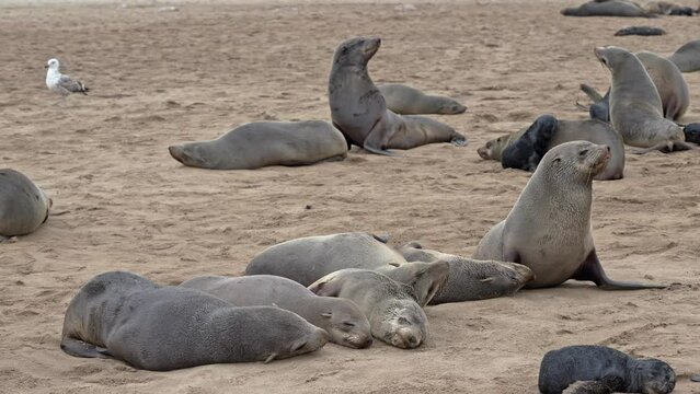 Brown fur seal colonies with babies and tourists behind, Cape Cross Seal Reserve, Namibia, Africa