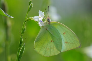 butterfly on a flower