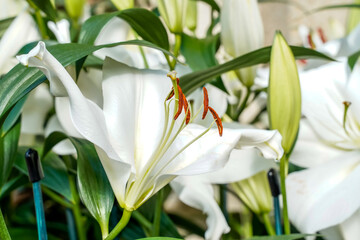 Close up of white Lilly flowers blooming in a conservatory.