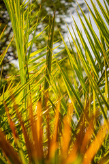 Close-up photo of a green palm tree leaf
