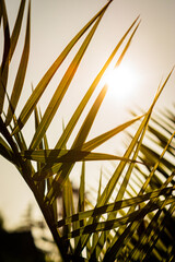 Upright photo of a palm tree leaf with the sun in the background. The sun shines on several elements of the leaf