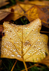 Dew on a fallen brown leaf during autumn