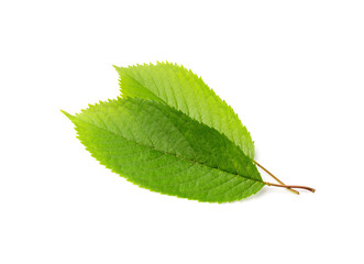 Cherry Leaf Isolated, Green Fruit Leaves, Cherry Tree Leaf