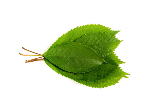 Cherry Leaf Isolated, Green Fruit Leaves, Cherry Tree Leaf