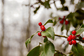 Bush with green leaves and red berries. Space for text on the left side.