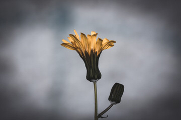 A single yellow flower on a long stem against a dark background. One dandelion against a gray...