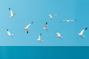 A group of synchronized seagulls soaring gracefully in front of an electric blue wall.