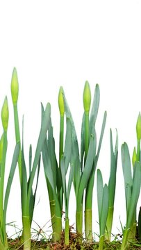 Daffodil flowers growing isolated on white. Vertical design in 9:16 ratio for smartphone and social media