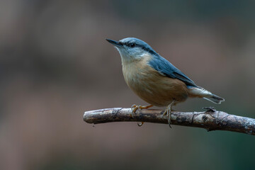 Eurasian Nuthatch (Sitta europaea) on a branch in the forest of Noord Brabant in the Netherlands. Autumn background.     