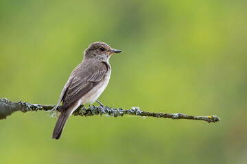 Obraz premium Spotted Flycatcher (Muscicapa striata) juvenile perched on a branch, Baden-Wuerttemberg, Germany