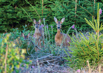Roe deer (Capreolus capreolus) mother with fawn in evening light standing in forest, Hesse, Germany 