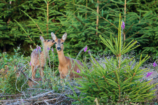 Roe deer (Capreolus capreolus) mother with fawn in evening light standing in forest, Hesse, Germany 