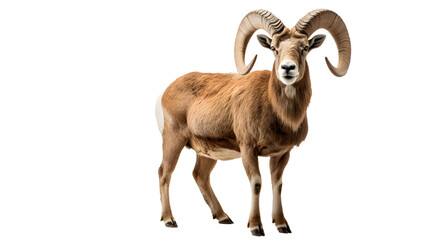 A majestic argali stands tall in its natural habitat, showcasing its impressive horns and embodying the rugged beauty of terrestrial wildlife