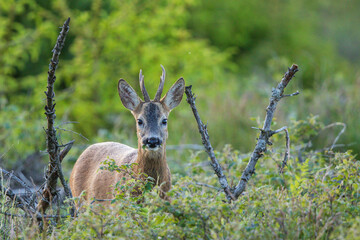 Roebuck (Capreolus capreolus) in forest, Baden-Wuerttemberg, Germany © Martin Grimm