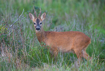 Roebuck (Capreolus capreolus) in forest, Baden-Wuerttemberg, Germany