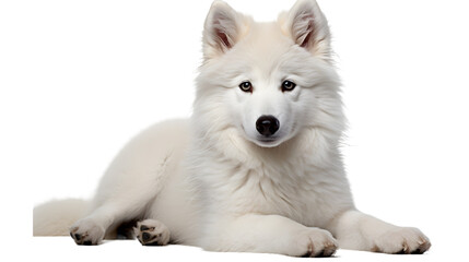 A peaceful, snow-white puppy rests with a content snout, embodying the gentle and loyal nature of canines