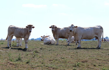 Kühe auf der Weide
