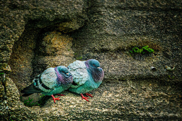 Pigeons in a Rock Face