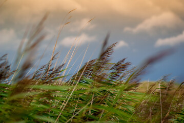 Obraz premium grass in the wind