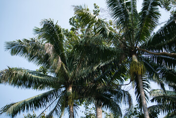 Fototapeta na wymiar palm tree canopy