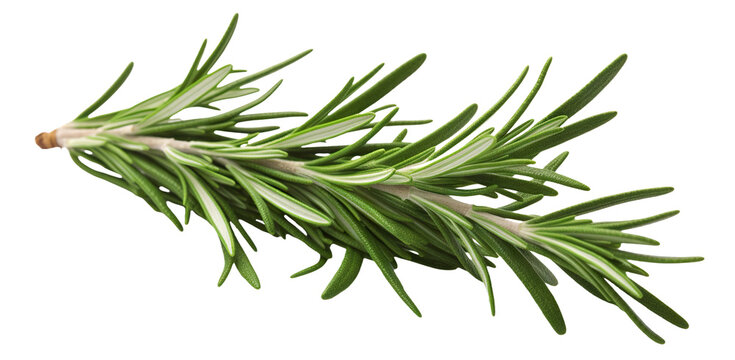 Fresh rosemary twig cut out