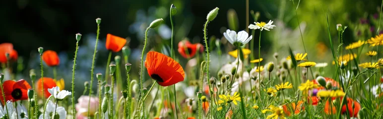 Foto op Plexiglas Beautiful wildflowers on a green meadow. © Pixelmagic